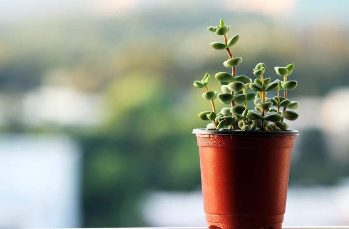 Plant